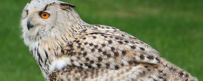 猫头鹰是什么类动物(猫头鹰是什么类动物?)