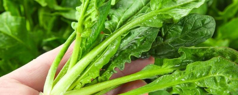 菠菜怎样榨汁（菠菜怎样榨汁和面视频）