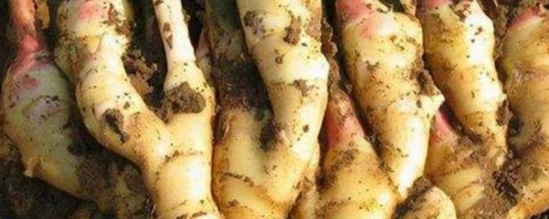 刚挖出来的姜怎样才能放得久 鲜姜挖出来怎样放不坏?