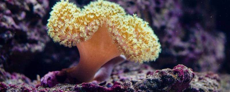 海绵是什么生物 海绵是什么生物吗