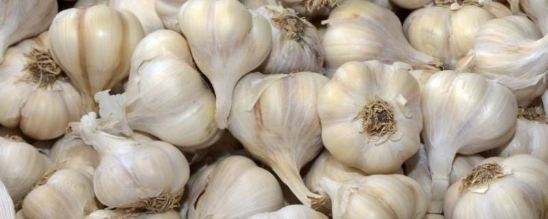 大蒜可以防止米生虫吗 大蒜可以杀掉米虫吗