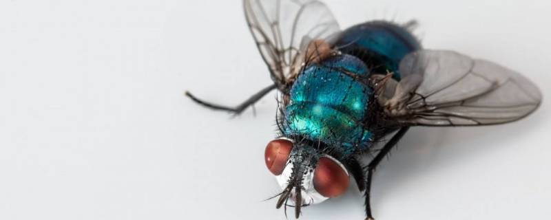 苍蝇是什么目（苍蝇是哪个目）