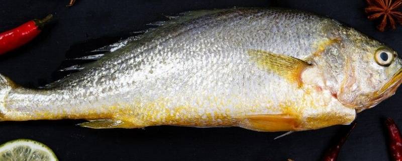 鱼肥油是鱼的哪个部位 鱼肥油是鱼的哪个部位的