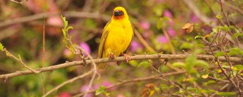 树和鸟是什么关系（树和鸟是什么关系三年级上册）