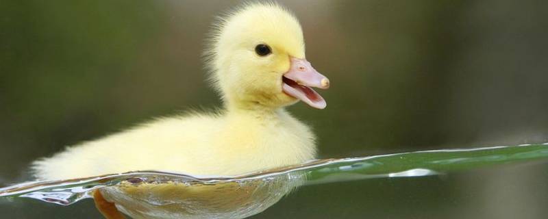 小鸭怎么叫（小鸭怎么叫的声音怎么写）