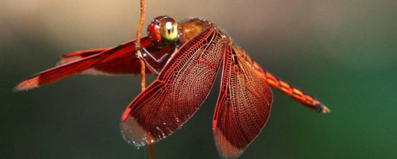 蜻蜓吃什么东西 蜻蜓吃什么东西存活