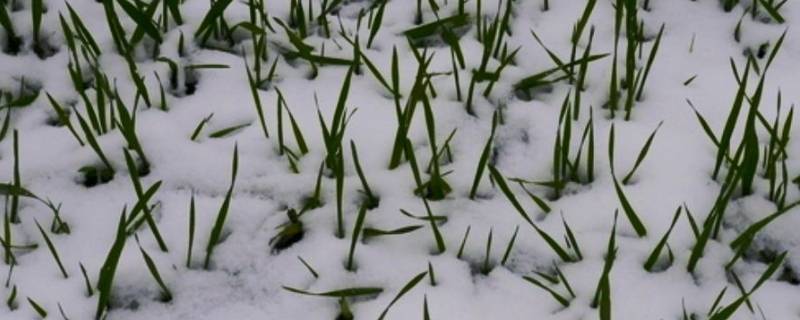 麦苗的新帽子是什么 麦苗的新帽子是什么一年级题