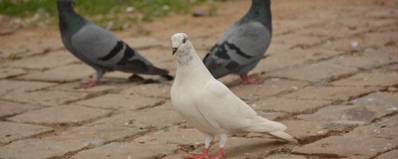 蒸鸽子用什么材料 蒸鸽子需要什么材料
