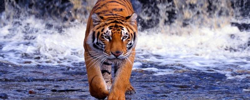 老虎的叫声是什么（老虎的叫声是什么声音文字）