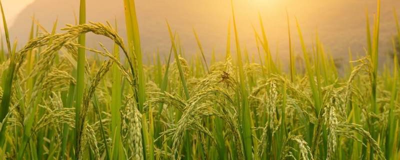 我国的粮食种植以什么为主（我国的粮食种植以什么为主A春粮B夏粮C秋粮D冬粮）