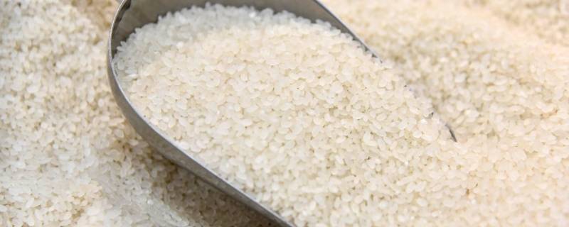 怎样去除大米里的小黑虫（如何去除大米里的小黑虫）