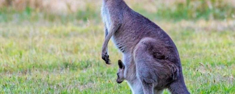 公袋鼠有育儿袋吗(公袋鼠有育儿袋吗用英文怎么写)