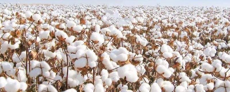 旧棉花被翻新能变干净吗 棉花被自己翻新