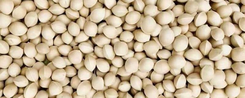 白果冷冻是带壳还是剥壳保存（白果可以带壳冷冻吗）