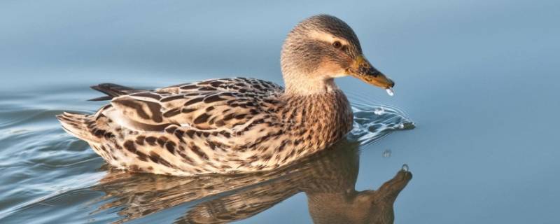 鸭子爱吃什么 鸭子爱吃什么食物呀