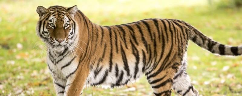 虎的分类 虎的分类和品种