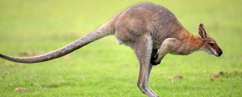 袋鼠为什么叫袋鼠 是不是袋鼠