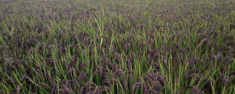 绿米是什么米 网上卖的绿米是什么米