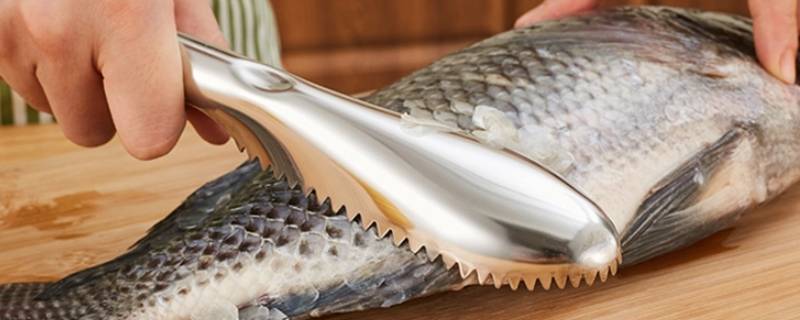 大鱼鱼鳞怎么刮（大头鱼鳞怎么刮）