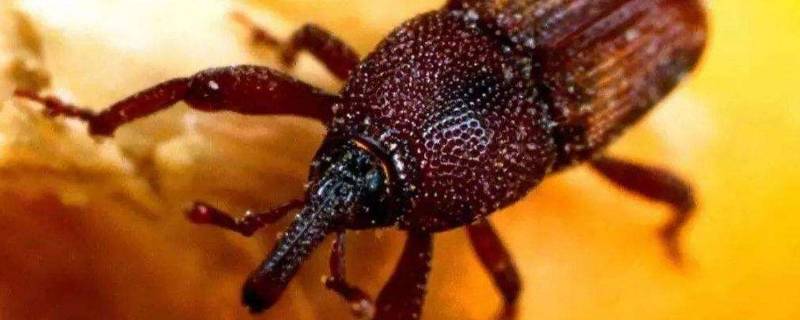 米象的变态类型是什么 米象的变态类型是什么?