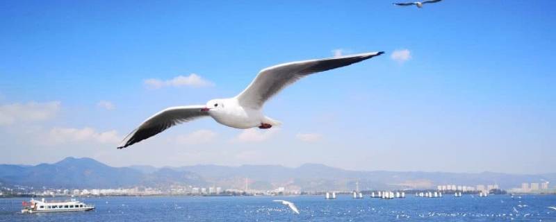 海鸥是保护动物吗 海鸥是保护物种么