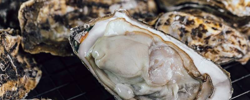 生蚝壳开了是死的吗（生蚝死后会开壳吗）