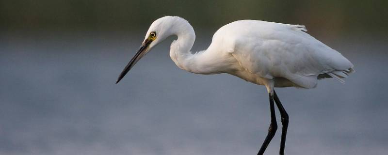 白鹭腿有多长(白鹭腿长度)