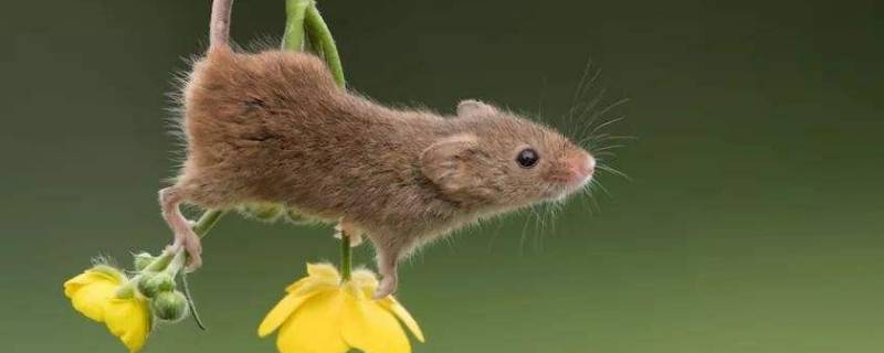 老鼠会不会爬到床上咬人 老鼠爬到床上咬人是什么征兆