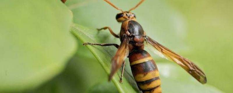 晚上关灯马蜂会乱飞吗（晚上开灯会有马蜂）