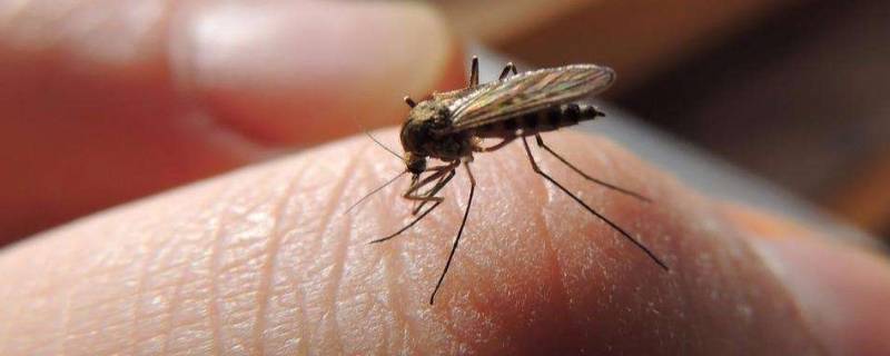 冬天有蚊子怎么办 冬天怎么会有蚊子?应该如何消灭?