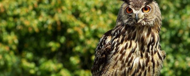 猫头鹰特点 猫头鹰特点有哪些本领