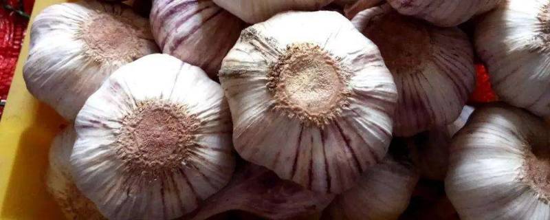 大蒜种植前泡种要泡几个小时（种植大蒜前,蒜瓣一般要泡多久才开始种植?）