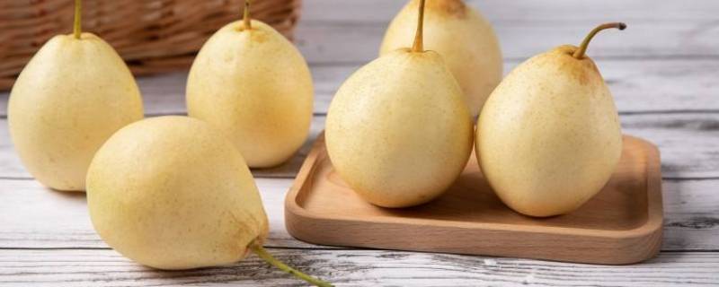 雪梨和贡梨有什么不一样 雪梨是贡梨还是鸭梨
