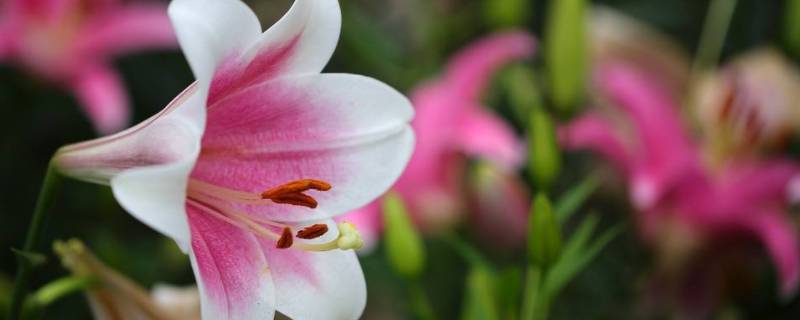 百合花可以放在睡觉的房间吗 百合花可以放在睡觉房里吗