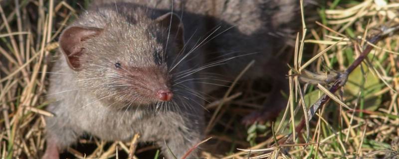 和老鼠长得很像的叫什么（长得像老鼠一样）