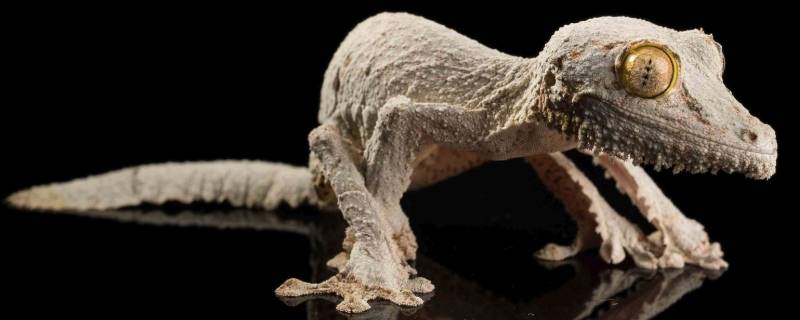 壁虎能不能在水上漂浮 壁虎可以在水中生活吗