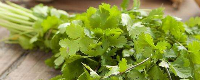 香菜放冰箱能放多久（香菜冰箱放久了还可以吃吗）