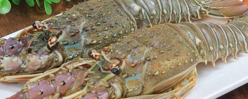 小青龙放冰箱能放多久 小青龙放冰箱怎样储存