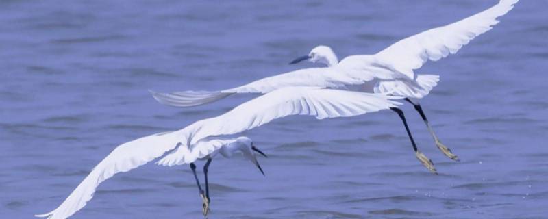 白鹭特点 白鹭特点资料