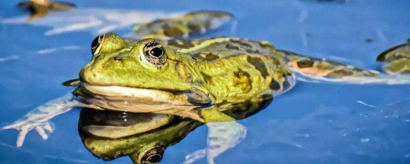 冬眠时青蛙会选择什么面(冬眠时青蛙会选择什么面来维持冬眠的能量)