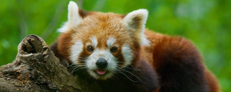 小浣熊是小熊猫吗 小浣熊其实是小熊猫