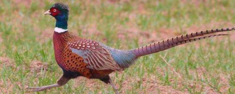 野鸡可以吃吗（野鸡可以吃吗会不会有病毒）