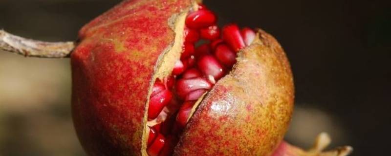 石榴好吃怎么发朋友圈(石榴怎样发朋友圈)