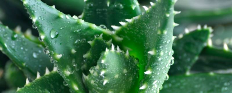 芦荟可以除甲醛吗 芦荟可以除甲醛吗?