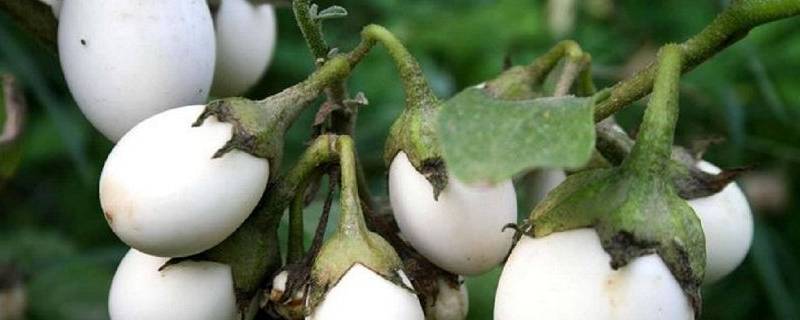 树上结鸡蛋的是什么树 树上种鸡蛋