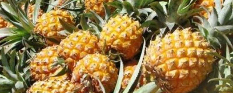 吃菠萝为什么要放盐 吃菠萝为什么要放盐芭芭农场