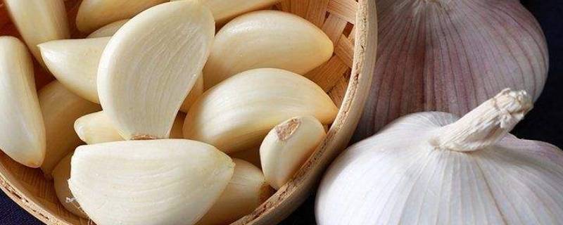 大蒜属于蔬菜吗（大蒜属于新鲜蔬菜吗）