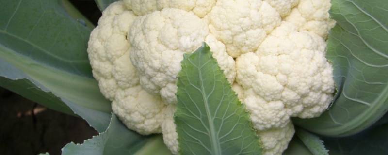 白色的西兰花叫什么 白色的西兰花叫什么花