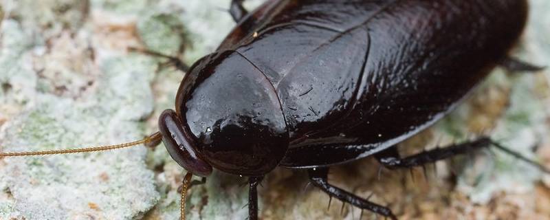 新鲜的橘子皮可以驱赶蟑螂吗 橘皮能驱蟑螂吗