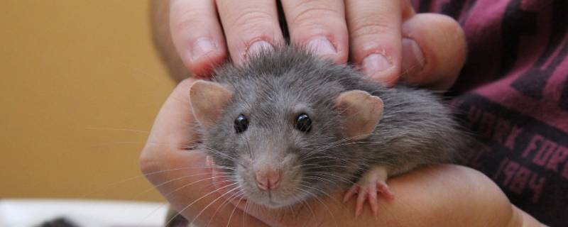 仓鼠与老鼠的区别在哪 仓鼠和老鼠怎么区别